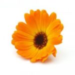 calendula-1